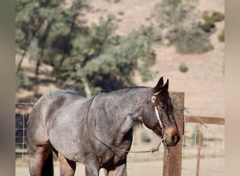 American Quarter Horse, Gelding, 10 years, 15 hh, Roan-Blue