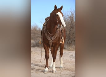 American Quarter Horse, Gelding, 10 years, 15 hh, Roan-Red