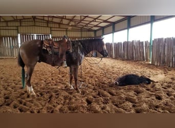 American Quarter Horse, Gelding, 10 years, 15 hh, Roan-Red