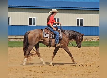 American Quarter Horse, Gelding, 10 years, 15 hh, Roan-Red