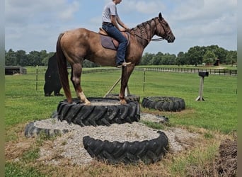 American Quarter Horse, Gelding, 10 years, 15 hh, Roan-Red