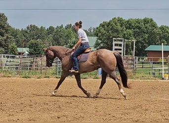 American Quarter Horse, Gelding, 10 years, 15 hh, Roan-Red