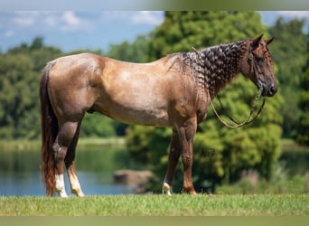 American Quarter Horse, Gelding, 10 years, 15 hh, Roan-Red