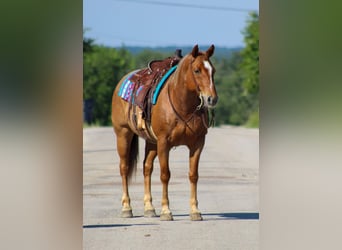 American Quarter Horse, Gelding, 10 years, 15 hh, Roan-Red