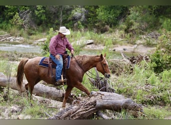 American Quarter Horse, Gelding, 10 years, 15 hh, Roan-Red