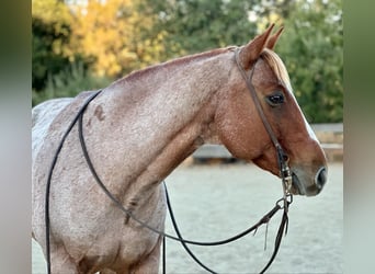 American Quarter Horse, Gelding, 10 years, 15 hh, Roan-Red