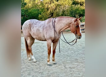 American Quarter Horse, Gelding, 10 years, 15 hh, Roan-Red