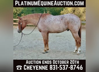 American Quarter Horse, Gelding, 10 years, 15 hh, Roan-Red