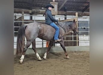 American Quarter Horse, Gelding, 10 years, 15 hh, Roan-Red