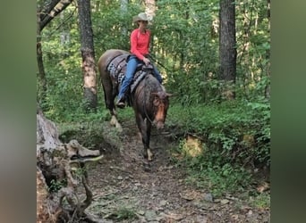 American Quarter Horse, Gelding, 10 years, 15 hh, Roan-Red