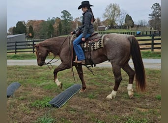 American Quarter Horse, Gelding, 10 years, 15 hh, Roan-Red