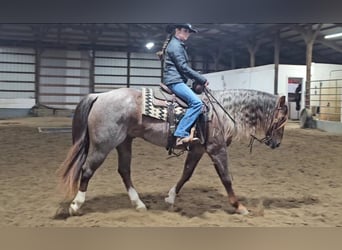 American Quarter Horse, Gelding, 10 years, 15 hh, Roan-Red