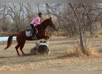 American Quarter Horse, Gelding, 10 years, 15 hh, Sorrel