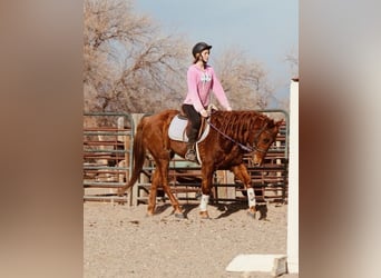 American Quarter Horse, Gelding, 10 years, 15 hh, Sorrel