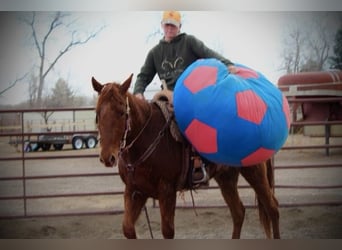 American Quarter Horse, Gelding, 10 years, 15 hh, Sorrel