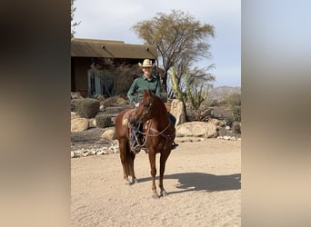 American Quarter Horse, Gelding, 10 years, 15 hh, Sorrel