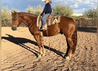 American Quarter Horse, Gelding, 10 years, 15 hh, Sorrel