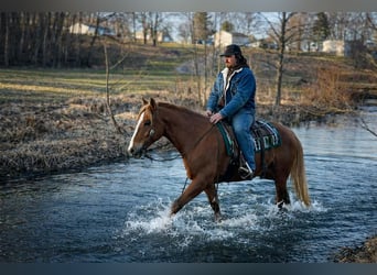 American Quarter Horse, Gelding, 10 years, 15 hh, Sorrel
