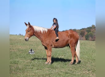 American Quarter Horse, Gelding, 10 years, 15 hh, Sorrel