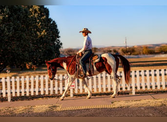 American Quarter Horse, Gelding, 10 years, 15 hh, Tobiano-all-colors