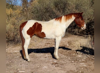 American Quarter Horse, Gelding, 10 years, 15 hh, Tobiano-all-colors