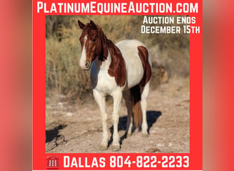 American Quarter Horse, Gelding, 10 years, 15 hh, Tobiano-all-colors