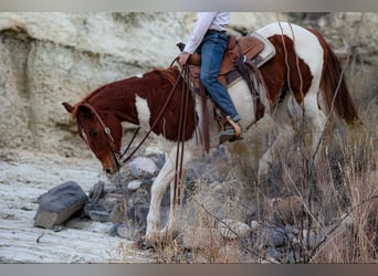 American Quarter Horse, Gelding, 10 years, 15 hh, Tobiano-all-colors