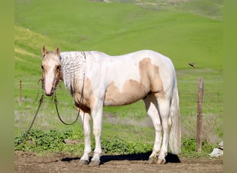 American Quarter Horse, Gelding, 10 years, 15 hh, Tobiano-all-colors