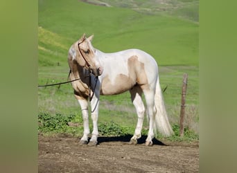 American Quarter Horse, Gelding, 10 years, 15 hh, Tobiano-all-colors