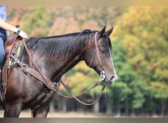 American Quarter Horse, Gelding, 10 years, 15,1 hh, Bay
