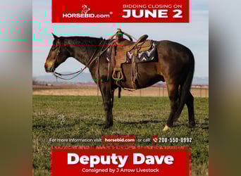 American Quarter Horse, Gelding, 10 years, 15,1 hh, Brown