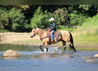 American Quarter Horse, Gelding, 10 years, 15,1 hh, Buckskin