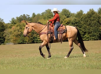 American Quarter Horse, Gelding, 10 years, 15,1 hh, Buckskin