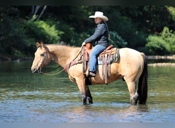 American Quarter Horse, Gelding, 10 years, 15,1 hh, Buckskin