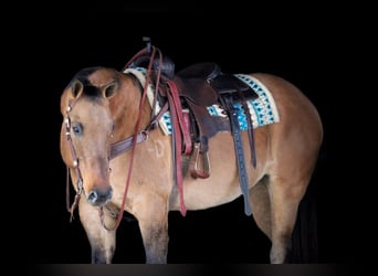 American Quarter Horse, Gelding, 10 years, 15,1 hh, Buckskin