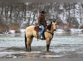 American Quarter Horse, Gelding, 10 years, 15,1 hh, Buckskin