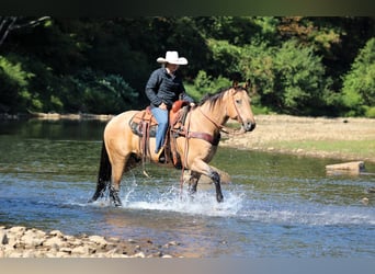 American Quarter Horse, Gelding, 10 years, 15,1 hh, Buckskin