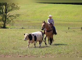 American Quarter Horse, Gelding, 10 years, 15,1 hh, Buckskin