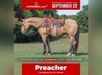 American Quarter Horse, Gelding, 10 years, 15,1 hh, Buckskin