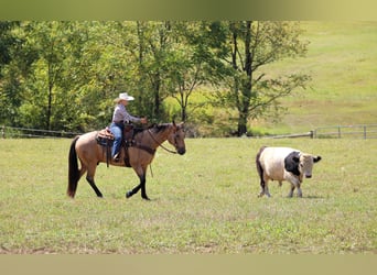 American Quarter Horse, Gelding, 10 years, 15,1 hh, Buckskin