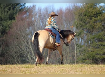 American Quarter Horse, Gelding, 10 years, 15,1 hh, Buckskin