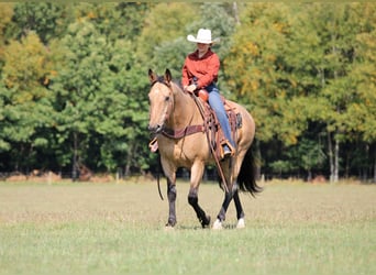 American Quarter Horse, Gelding, 10 years, 15,1 hh, Buckskin