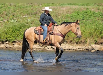 American Quarter Horse, Gelding, 10 years, 15,1 hh, Buckskin