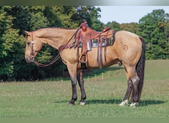 American Quarter Horse, Gelding, 10 years, 15,1 hh, Buckskin