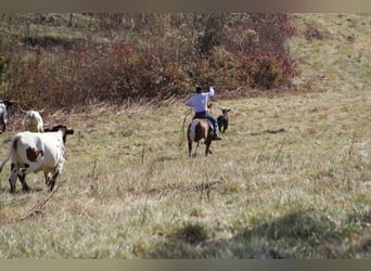 American Quarter Horse, Gelding, 10 years, 15,1 hh, Dun