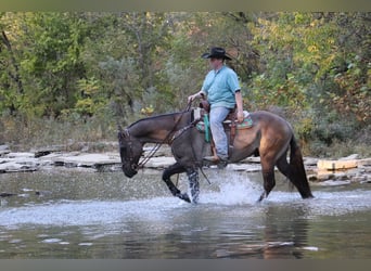 American Quarter Horse, Gelding, 10 years, 15,1 hh, Grullo