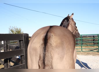 American Quarter Horse, Gelding, 10 years, 15,1 hh, Grullo