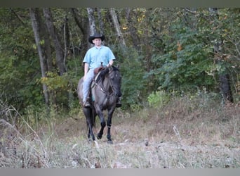 American Quarter Horse, Gelding, 10 years, 15,1 hh, Grullo