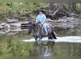 American Quarter Horse, Gelding, 10 years, 15,1 hh, Grullo