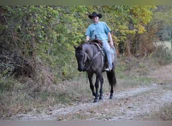 American Quarter Horse, Gelding, 10 years, 15,1 hh, Grullo